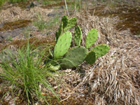 Opuntia humifusa