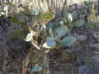 Opuntia laevis