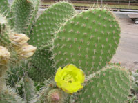 Opuntia leucotricha