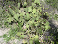 Opuntia littoralis