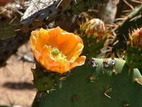 Opuntia littoralis