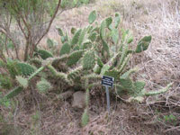 Opuntia littoralis