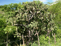 Opuntia lutea