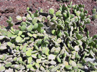 Opuntia quitensis