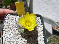 Ortegocactus macdougallii