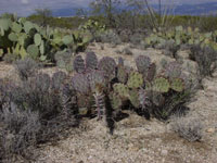 Opuntia phaeacantha