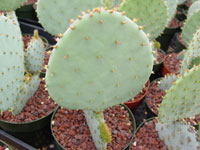 Opuntia santa-rita