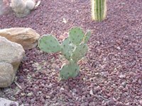 Opuntia macrorhiza