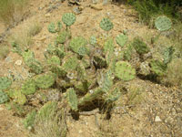 Opuntia martiniana