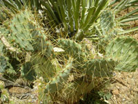 Opuntia martiniana