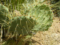 Opuntia martiniana