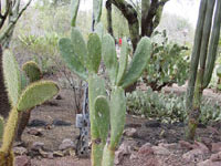 Opuntia megasperma