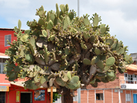 Opuntia megasperma