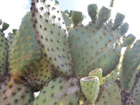 Opuntia megasperma