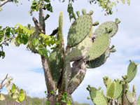 Opuntia megasperma