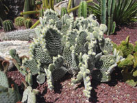 Opuntia microdasys