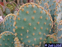 Opuntia aciculata