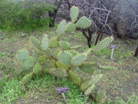 Opuntia oricola