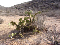 Opuntia oricola