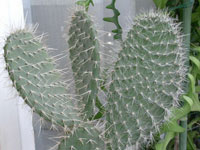 Opuntia pailana