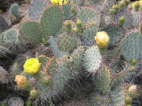 Opuntia gosseliniana