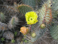 Opuntia gosseliniana