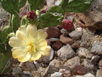 Opuntia paraguayensis