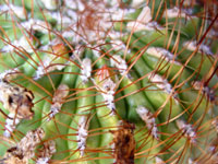 Oroya peruviana