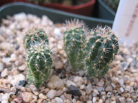 Oroya peruviana