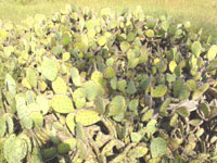 Opuntia phaeacantha