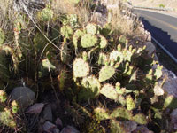 Opuntia phaeacantha