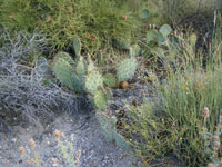 Opuntia phaeacantha