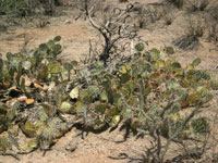 Opuntia phaeacantha