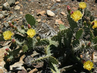 Opuntia phaeacantha