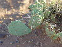 Opuntia pinkavae