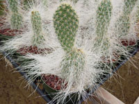 Opuntia polyacantha