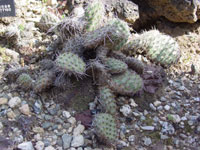 Opuntia polyacantha