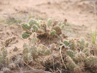 Opuntia polyacantha