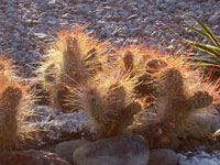 Opuntia polyacantha