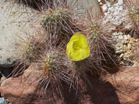 Opuntia polyacantha