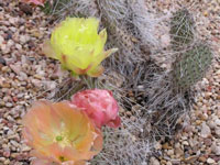 Opuntia polyacantha