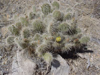 Opuntia polyacantha