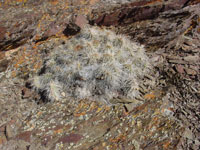 Opuntia polyacantha