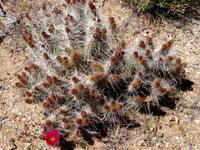 Opuntia polyacantha