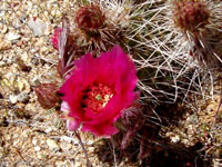 Opuntia polyacantha