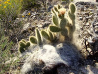 Opuntia polyacantha