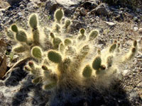 Opuntia polyacantha