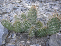 Opuntia polyacantha