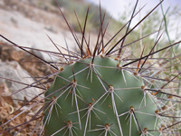 Opuntia polyacantha