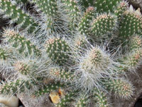 Opuntia polyacantha